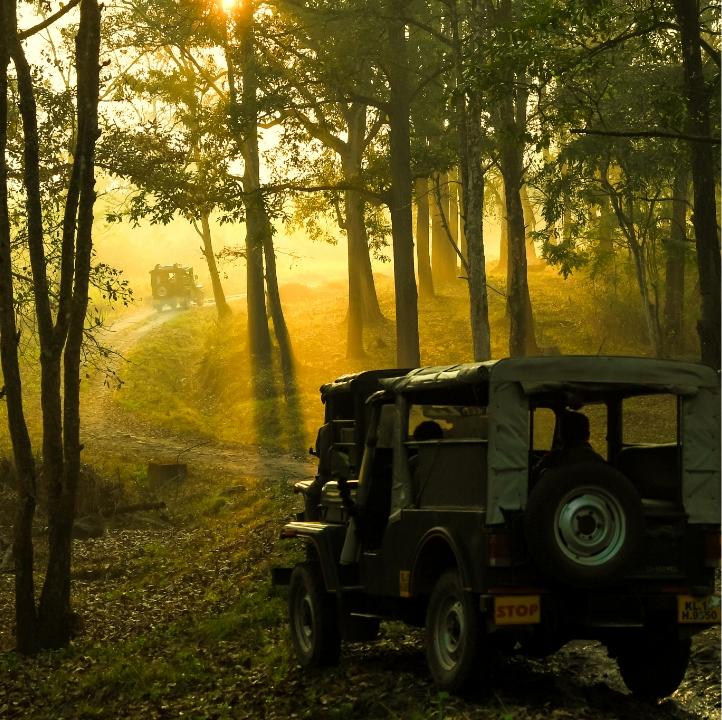 wayanadu_wildlife_sanctury